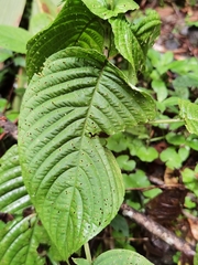 Stenostephanus