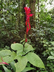 Stenostephanus