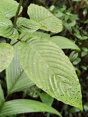 Stenostephanus