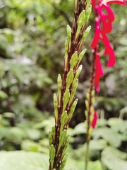 Stenostephanus