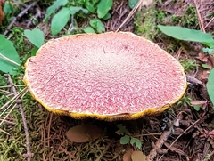 Suillus ochraceoroseus