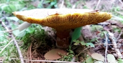 Suillus ochraceoroseus