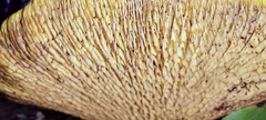Suillus ochraceoroseus