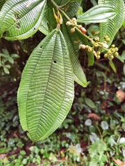 Miconia lasiopoda