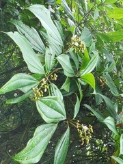 Miconia lasiopoda