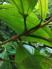 Miconia lasiopoda
