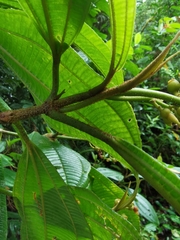 Miconia lasiopoda