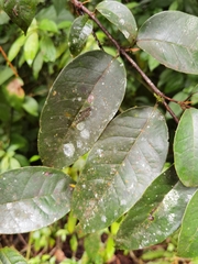 Vismia billbergiana