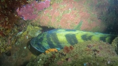 Sebastes serriceps