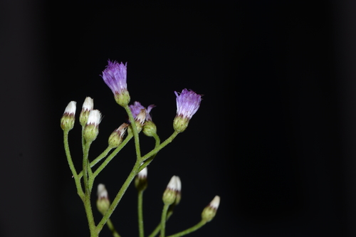 Image of Cyanthillium Albicans (Cyanthillium albicans) by no rights reserved