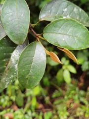 Vismia billbergiana