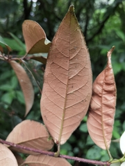 Vismia billbergiana