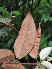 Vismia billbergiana
