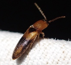 Ampedus areolatus