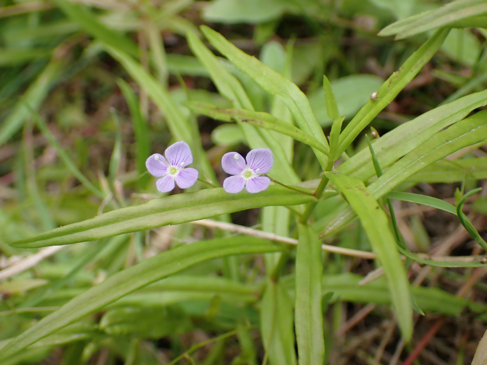 Veronica scutellata