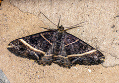 Harutalcis