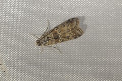Ancylosis undulatella