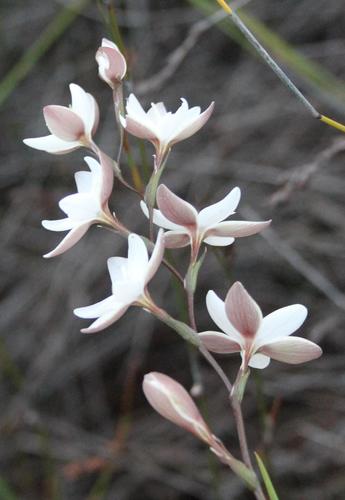 Hesperantha rivulicola