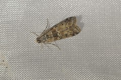 Ancylosis undulatella