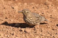 Galerida magnirostris magnirostris