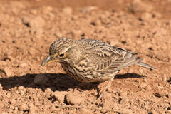 Galerida magnirostris magnirostris