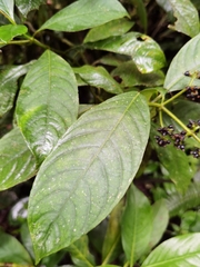 Palicourea brachiata