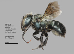 Osmia inurbana