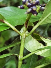 Palicourea brachiata