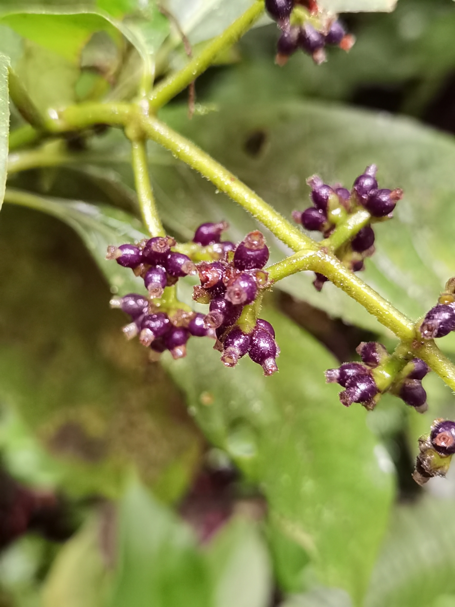 Psychotria image