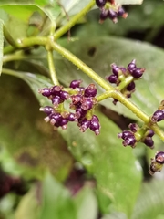Palicourea brachiata