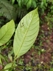 Palicourea brachiata