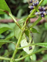 Palicourea brachiata