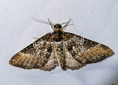Melanthia catenaria
