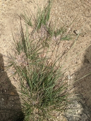 Aristida chinensis