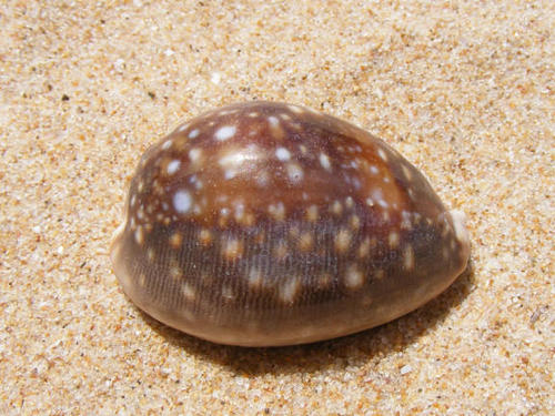 Lyncina vitellus