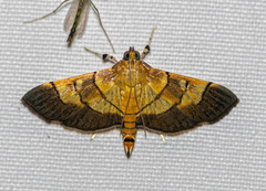Orphanostigma haemorrhoidalis