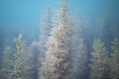 Caulocystis cephalornithos