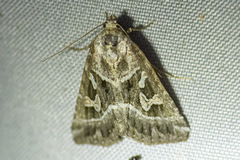 Chaograptis crystallodes