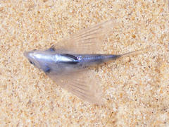 Cypselurus oligolepis