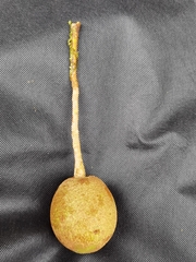 Ocotea quadriporata