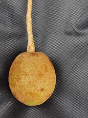 Ocotea quadriporata