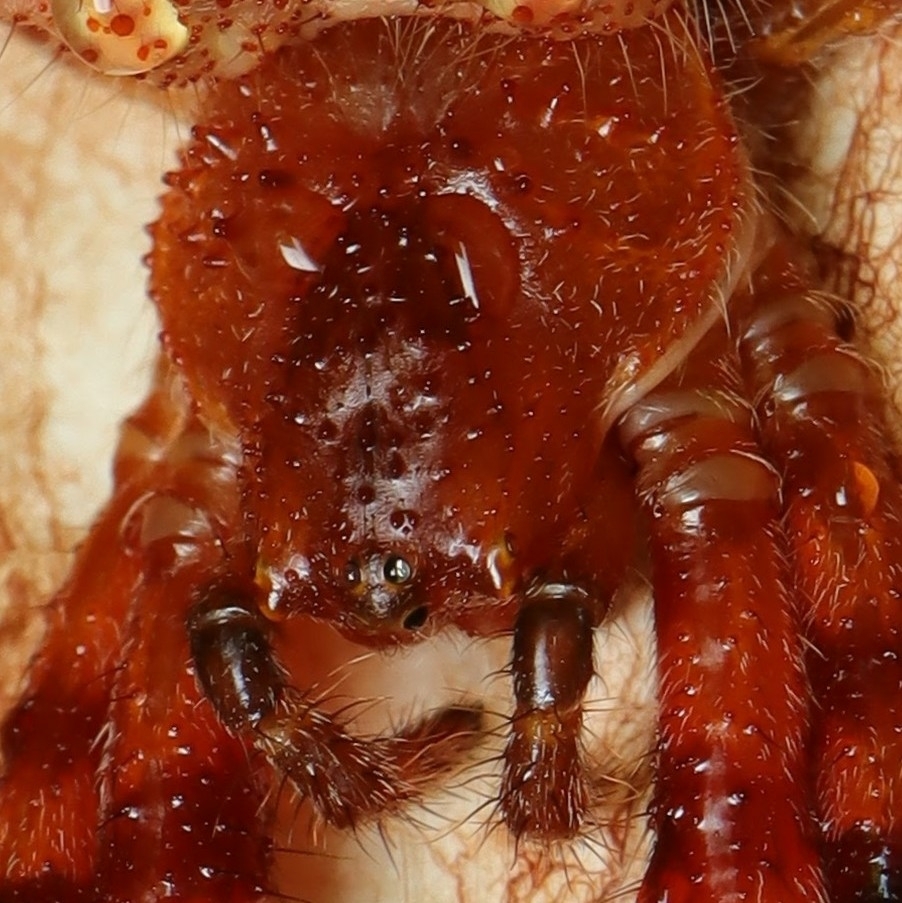 Tropical Tent-web Spiders
