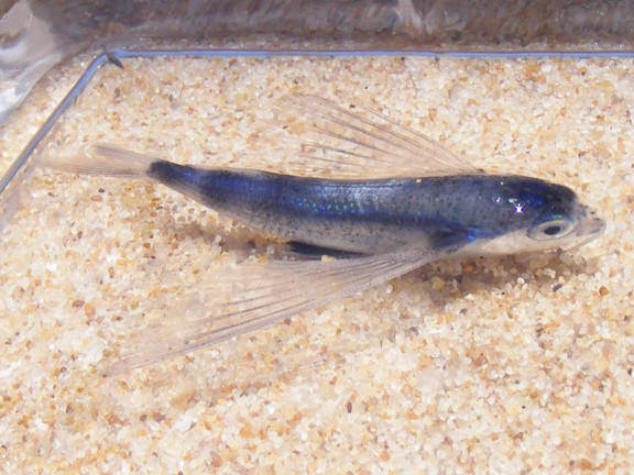 Barbel Flyingfish