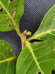 Ocotea quadriporata