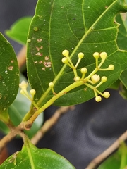 Ocotea quadriporata