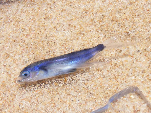 Barbel flyingfish (Exocoetus monocirrhus) — Exocoetidae — 3