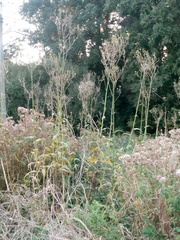 Sonchus palustris