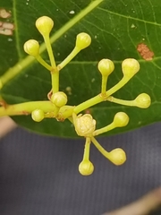 Ocotea quadriporata