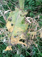 Sonchus palustris