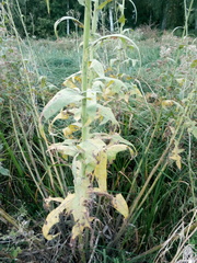 Sonchus palustris